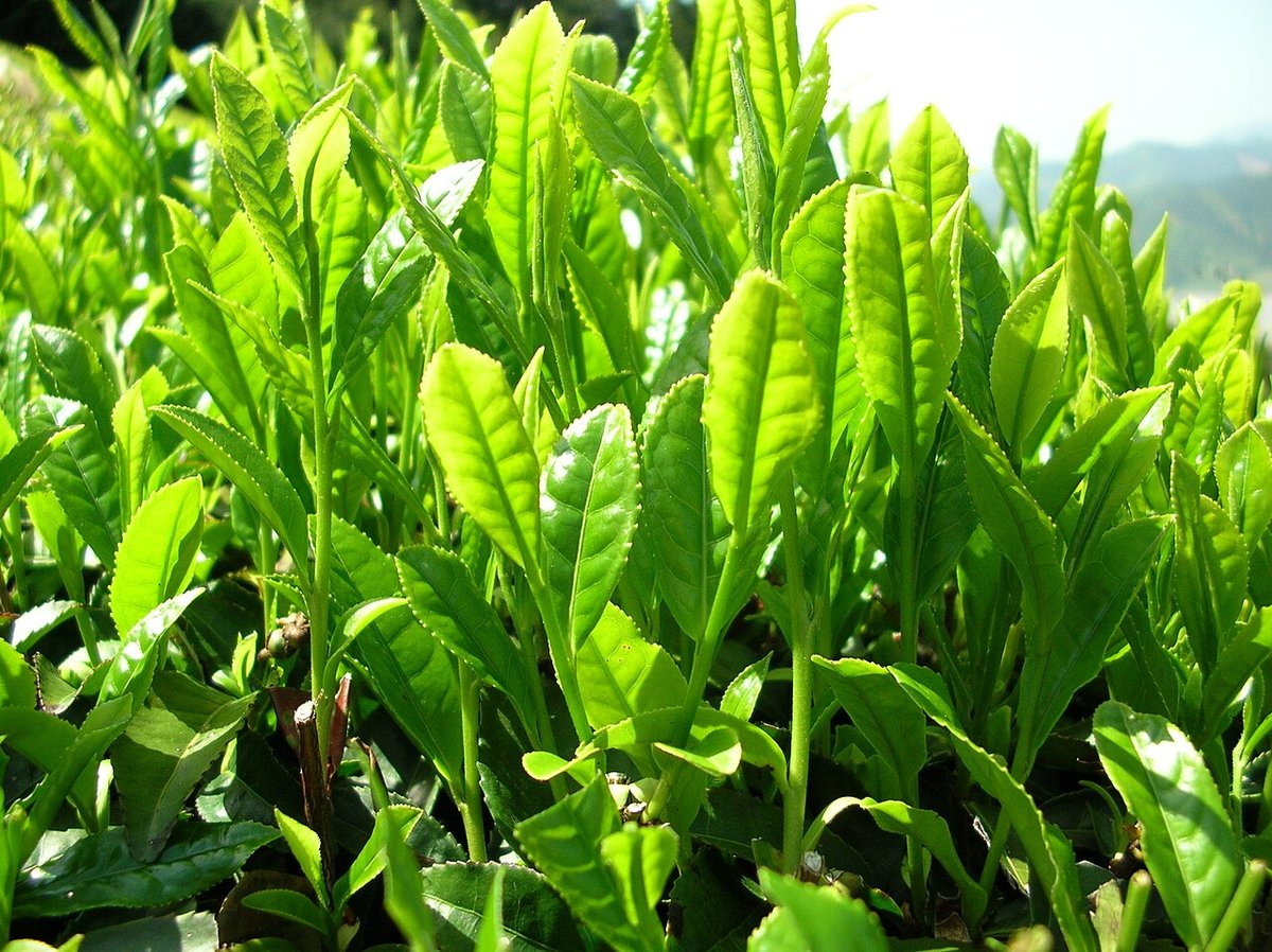 Tea Powder